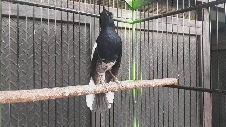 mengetahui-ciri-ciri-burung-kacer-tretes-dan-keunggulannya-5401906