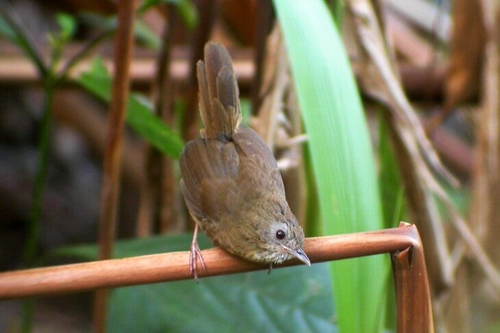 mengetahui-ciri-khas-burung-hwamei-mini-dengan-suaranya-yang-gacor-5227198