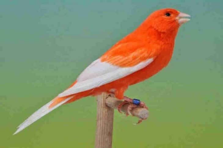 mengetahui-lebih-banyak-manfaat-kenari-diembunkan-saat-perawatan-4974740