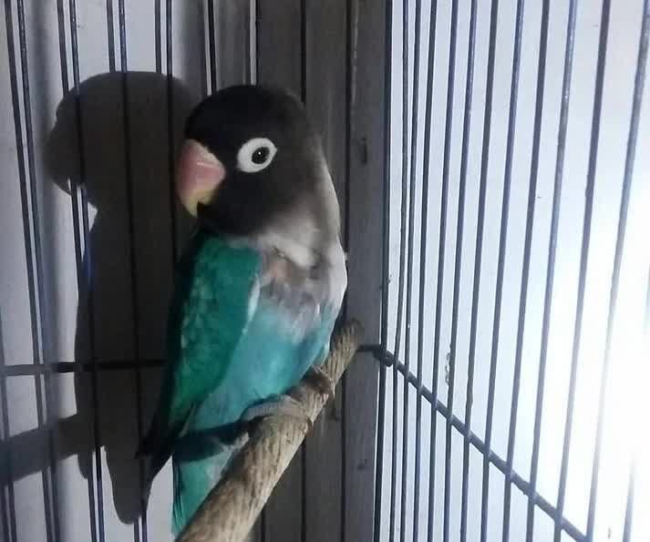 mengetahui-lebih-jauh-penyebab-burung-love-bird-nyabut-bulu-5725820