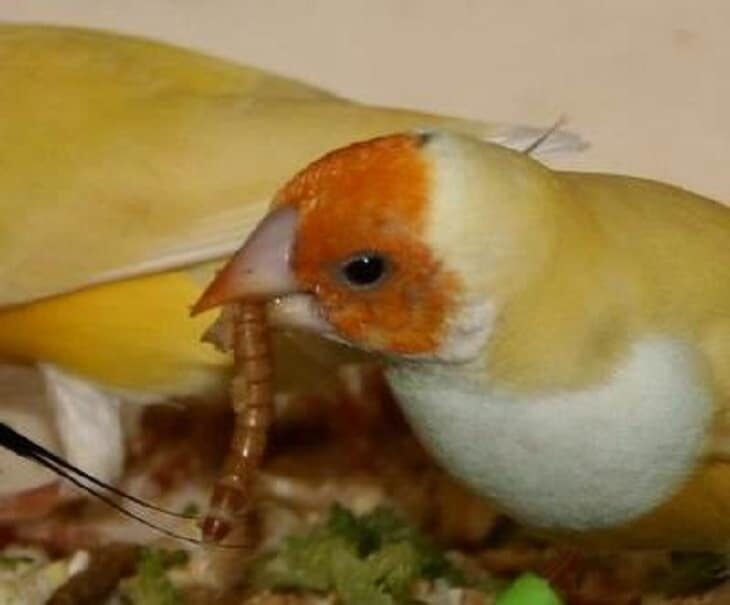 mengetahui-manfaat-ulat-kandang-untuk-burung-kicauan-8266749