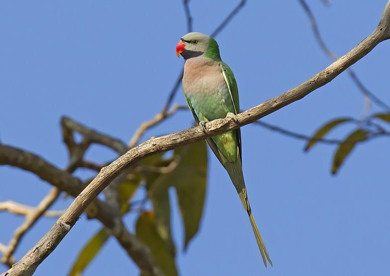 mengetahui-perbedaan-burung-betet-jantan-dan-betina-paling-jelas-6717227
