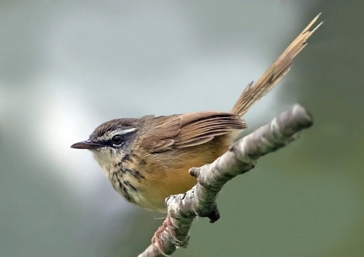 mengetahui-perbedaan-burung-ciblek-gunung-jantan-dan-betina-8766023