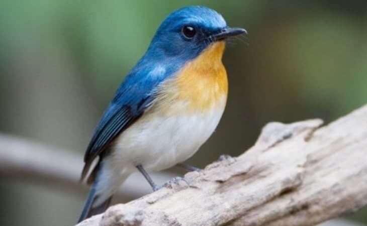 mengetahui-perbedaan-burung-tledekan-jantan-dan-betina-8855723