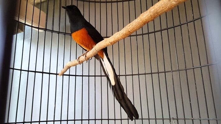 mengetahui-pola-ekor-murai-batu-bahorok-ukuran-dan-bentuknya-7802528