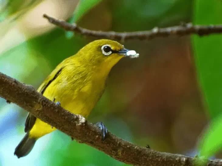 merawat-pleci-dakun-macok-5718781