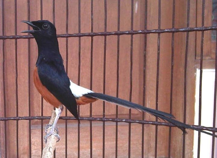 murai-batu-jambi-3-2242482