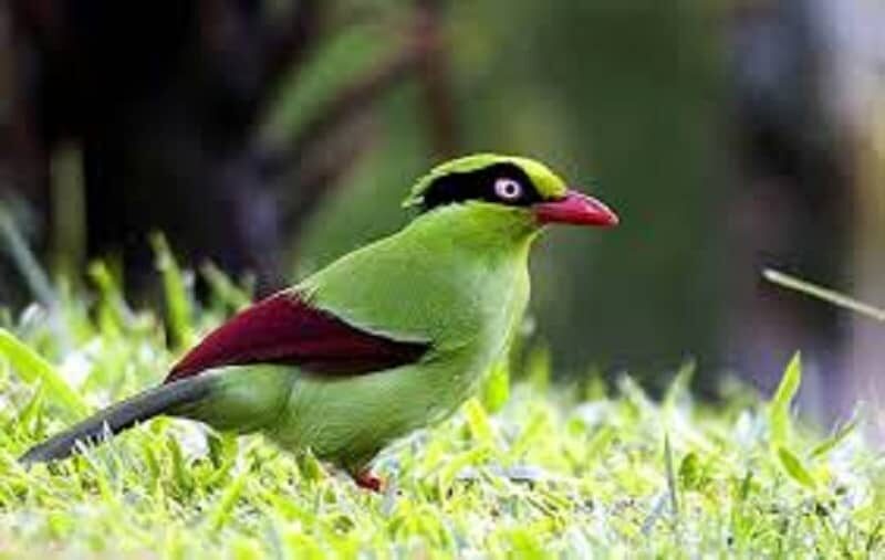 panduan-cara-merawat-burung-ekek-keling-agar-cepat-gacor-6811068