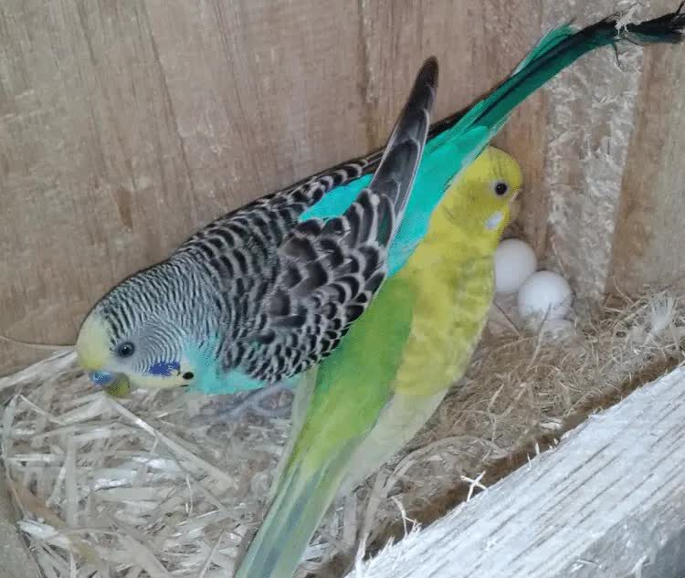 pemberian-tauge-agar-bertelur-7915798