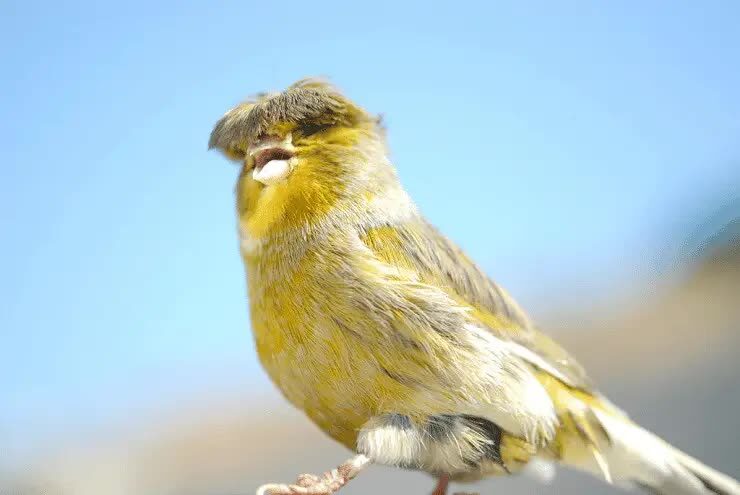 penjemuran-burung-kenari-3620511