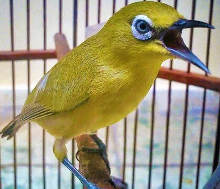 pentingnya-nutrisi-untuk-pleci-bagi-proses-pertumbuhannya-6179842