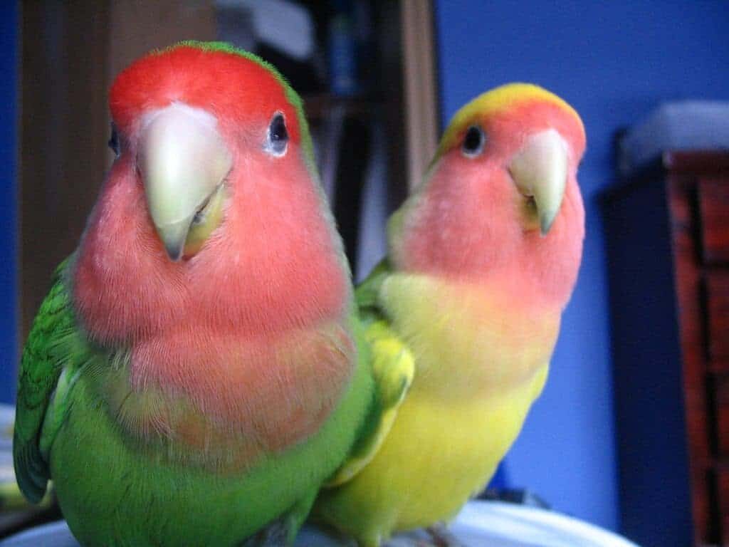 penyakit-zoonosis-lovebird-3397193