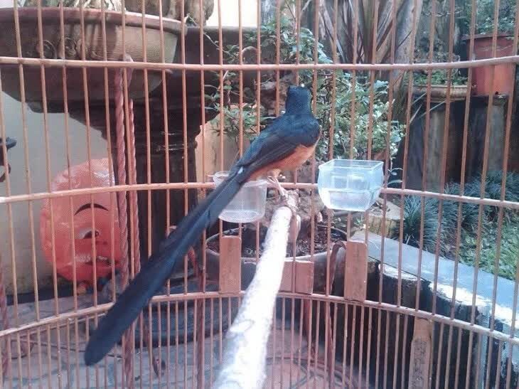 penyebab-kerusakan-ekor-murai-batu-6128643