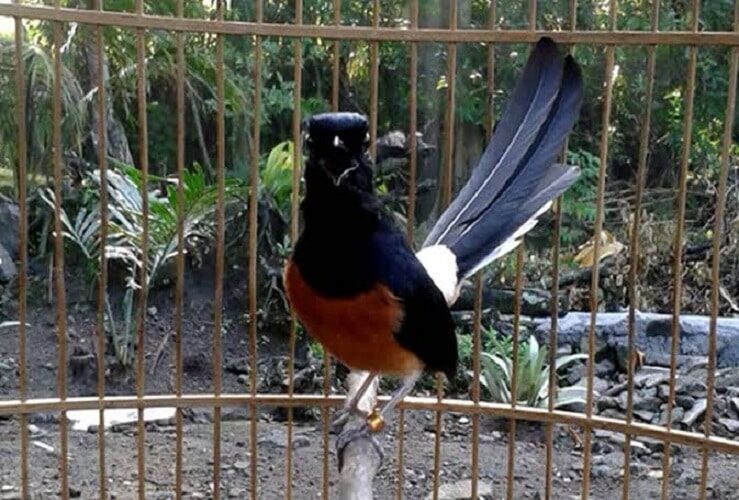 perawatan-murai-batu-pasca-lomba-8915535