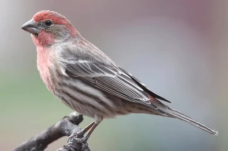 perbedaan-house-finch-jantan-dan-betina-6352368