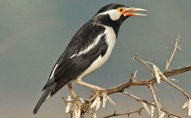 perbedaan-jenis-kelamin-jalak-suren-sumatera-7285743