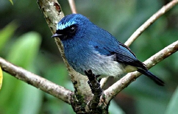 perbedaan-jenis-kelamin-tledekan-biru-muda-1067512