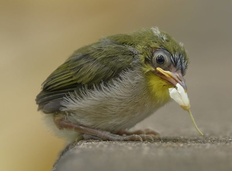 perilaku-burung-pleci-jepang-3118086