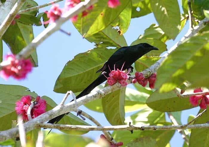 perling-ekor-panjang_aplonis-magna-7170038