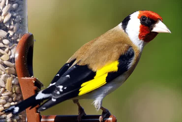 persilangan-emprit-jepang-dengan-kenari-1837984