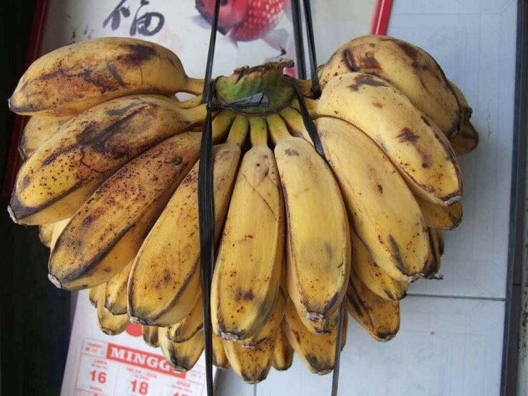 pisang-kepok-untuk-kacer-nyilet-2618638