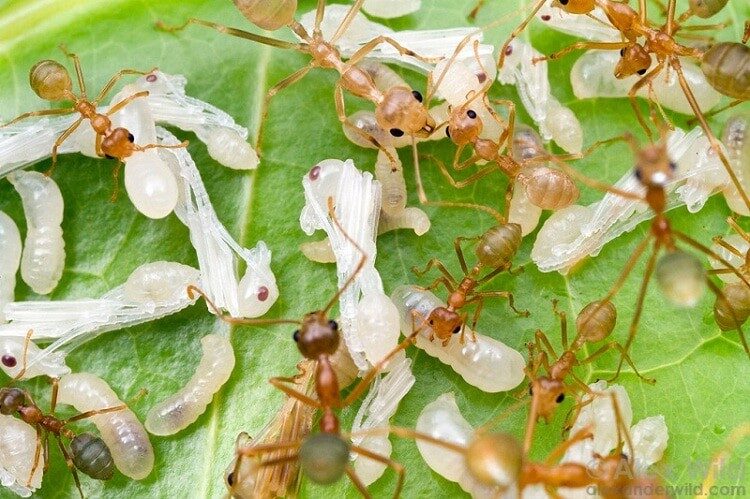 resiko-pemberian-kroto-pada-cendet-bakalan-yang-harus-anda-tau-3527597