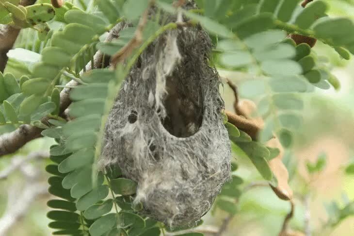 sarang-burung-cabean-jawa-8932822