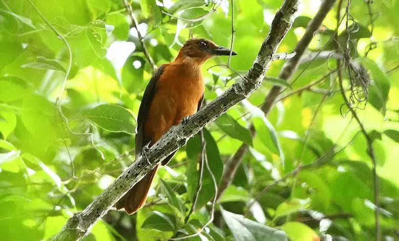 species-burung-pitohui-4339879