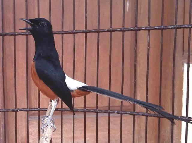 suara-murai-batu-1672547