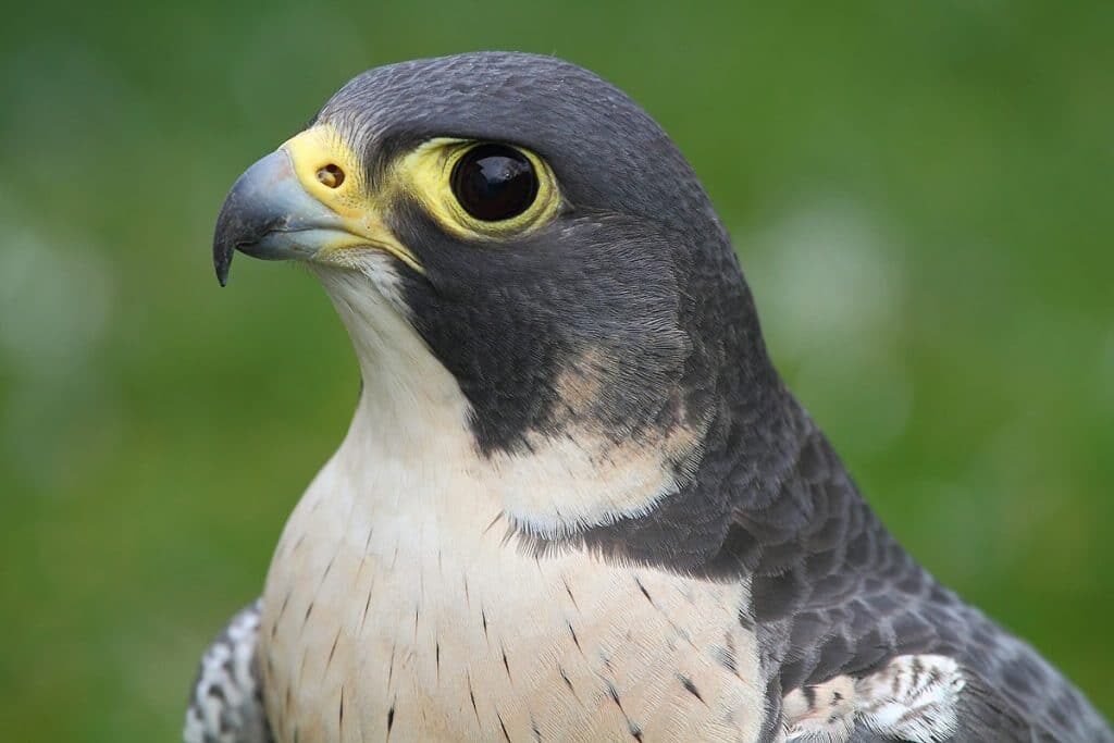 alap-alap-kawah-5036398