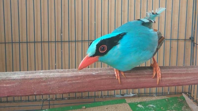 burung-ekek-keling-1265779