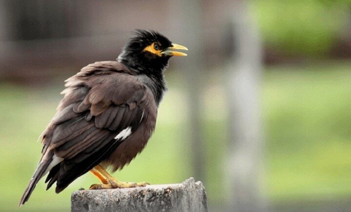 burung-jalak-nias-6238850