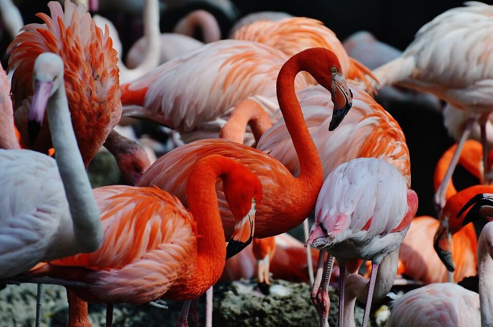 flamingos-1346637_960_720-1468664