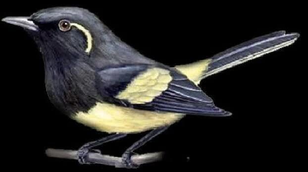 kehicap-biak-4598262