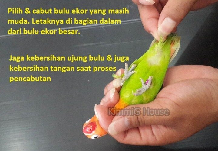 kimmig-house-3794411