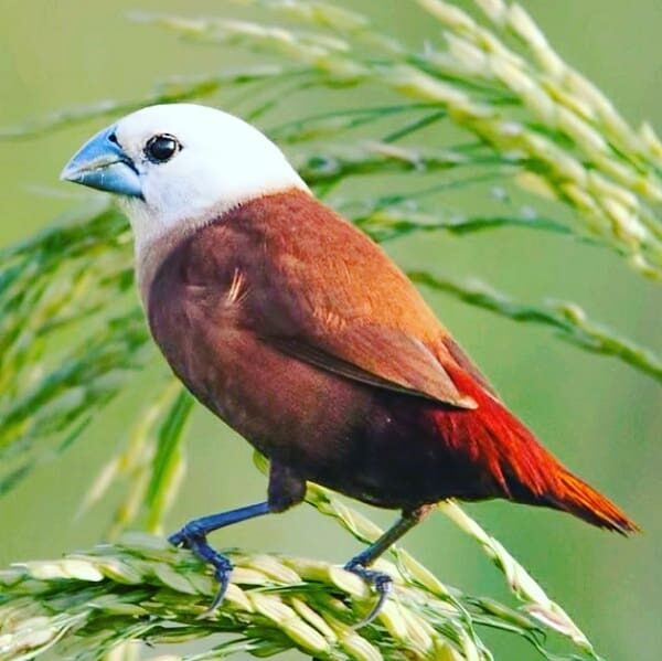 mengenal-karakteristik-burung-bondol-oto-hitam-3408353