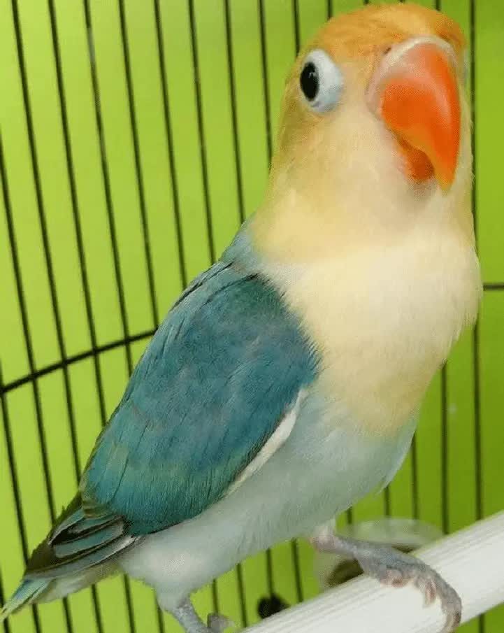 mutasi-warna-lovebird-6447189