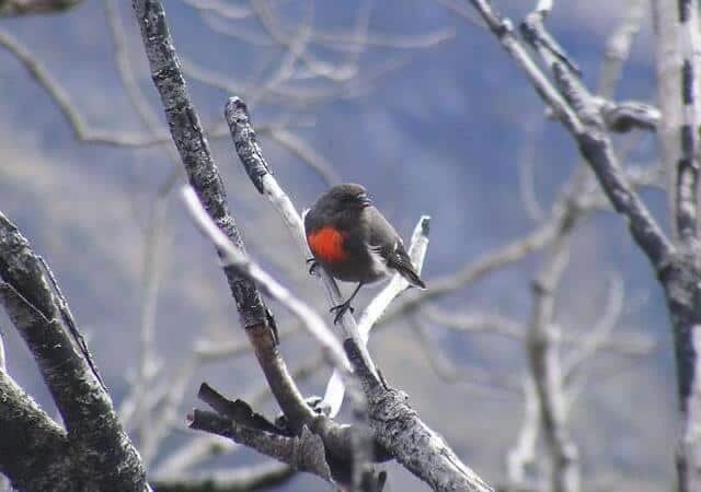 robino-salju-4450607