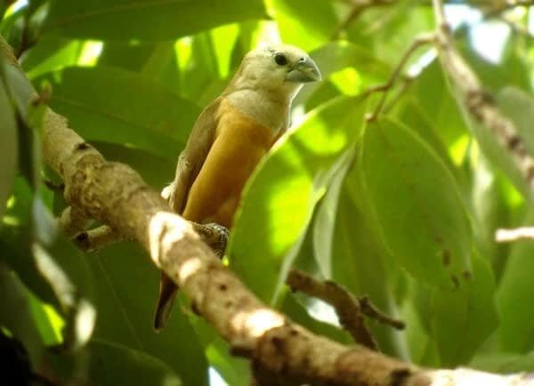 whistler_copy2-9625195